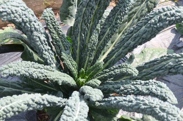 5 Jenis Kale Yang Kaya Kandungan Gizi