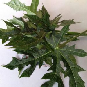Daun pepaya jepang