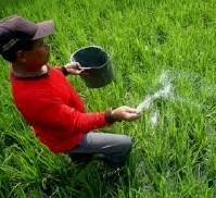 Pertanian Konvensional Perlu Sertifikat