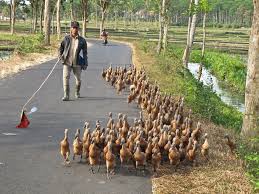 Tips Ternak Bebek Anti Rugi