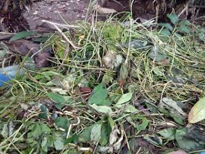 Sumber Energi Sampah Sebagai Solusi Kelangkaan Energi di Masa Depan