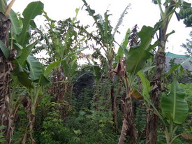 Pohon terserang ulat daun pisang