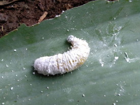 Ulat daun pisang