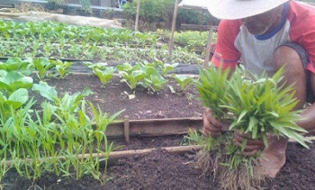 tips-menjadi-petani-sukses