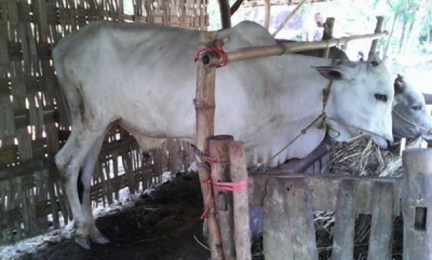 Ternak sapi di tuban