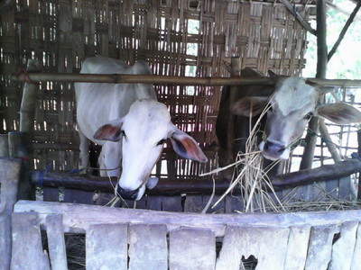 Musim Kemarau, Ternak Sapi Di Tuban Makan Garingan