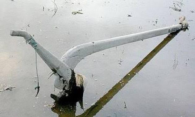 Membajak sawah dengan sapi