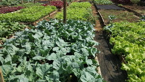Sayur-organik-malang