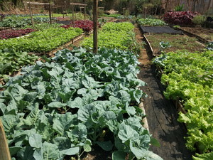 Sayur-organik-malang