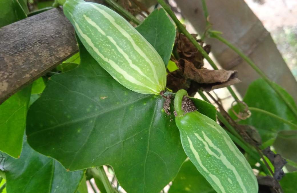 Timun Padang, Timun Mini yang Masih Belum Dilirik