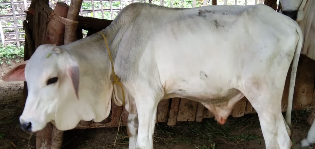 Tradisi Kupatan Sapi di Tuban